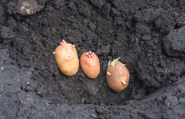 istock sprouted potatoes on the land, agrarian background 1297798037