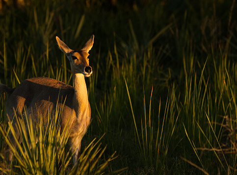 The southern reedbuck, rietbok or common reedbuck (Redunca arundinum) is a diurnal antelope typically found in southern Africa.