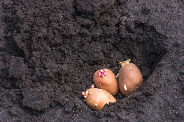 istock sprouted potatoes on the land, agrarian background 1297798056