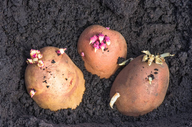 istock sprouted potatoes on the land, agrarian background 1297798076