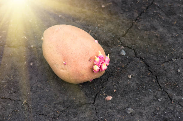 istock sprouted potatoes on the land, agrarian background 1297798098