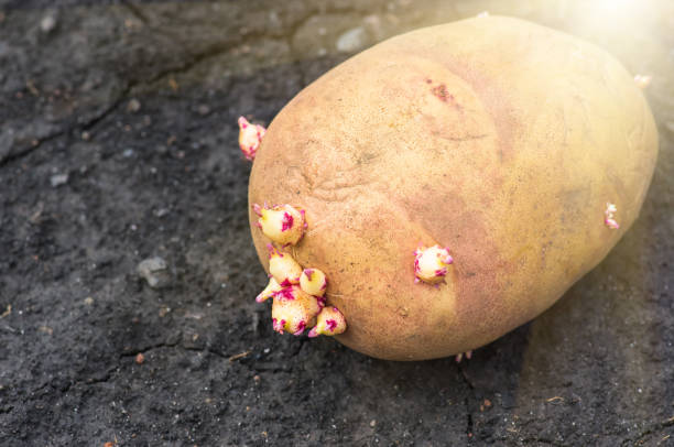 istock sprouted potatoes on the land, agrarian background 1297798176