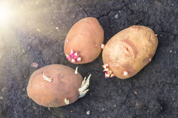 istock sprouted potatoes on the land, agrarian background 1297798193
