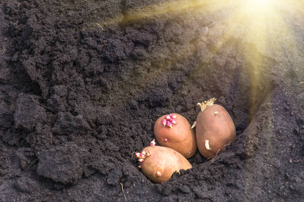 istock sprouted potatoes on the land, agrarian background 1297798219