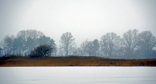 istock Trees in the snow. Willow trunks are intertwined with a fancy pattern 1297798223