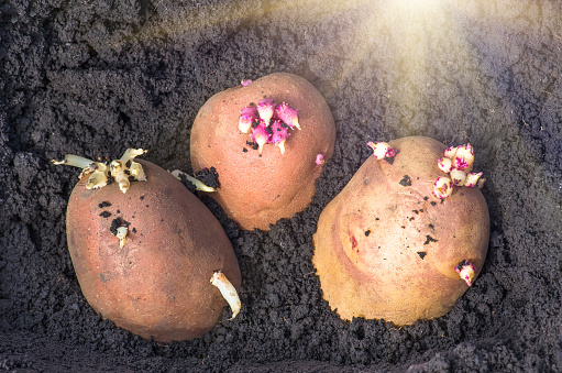 sprouted potatoes on the land, agrarian background