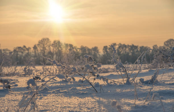 istock winter sunrise in the field, natural background 1297798524