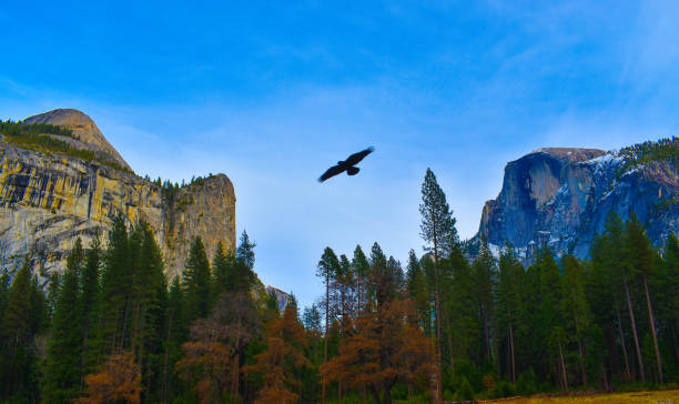 Breathtaking hawk flying over Yosemite National Park Monument Valley Half Dome Breathtaking beautiful hawk flying over Yosemite National Park Monument Valley Half Dome rock formation view with forest valley below hawk bird photos stock pictures, royalty-free photos & images