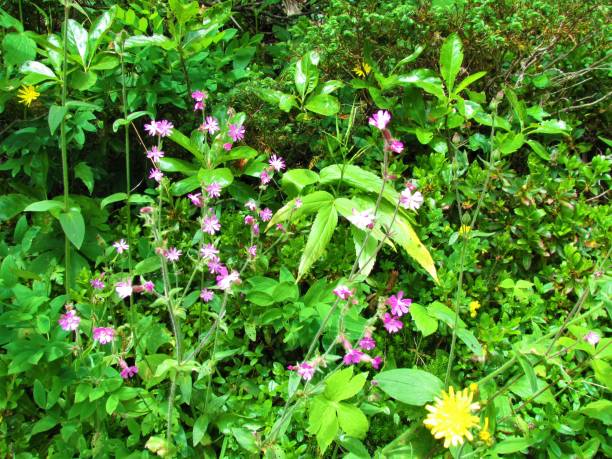 istock Red campion or red catchfly (Silene dioica) flowers 1297799244