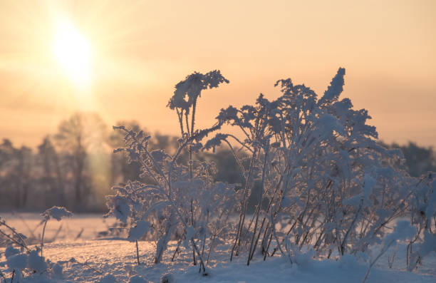 istock winter sunrise in the field, natural background 1297800108