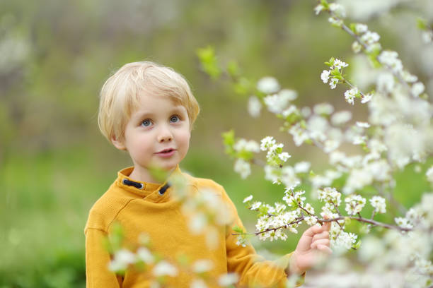 glad boy admiring blossom cherry tree in sunny garden. - children only tree area exploration freshness imagens e fotografias de stock