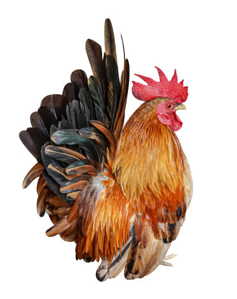 istock rooster chicken isolated on white, cock, hen 1297800338