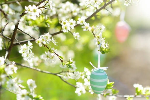 разноцветные пасхальные яйца, висящие на ветке цветущей яблони во время традиционной охоты на яйца. вечеринка для детей в весеннем парке в � - easter nest стоковые фото и изображения