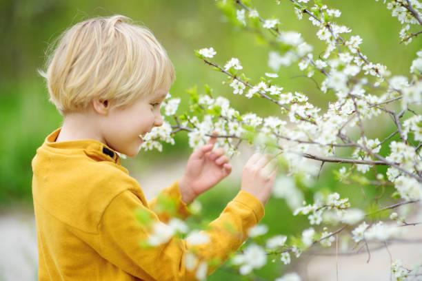 ragazzo felice ammirando il ciliegio fiorito nel giardino soleggiato. - children only tree area exploration freshness foto e immagini stock