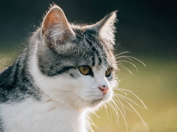 istock Cat in garden. Cute kitten outdoor. 1297801594