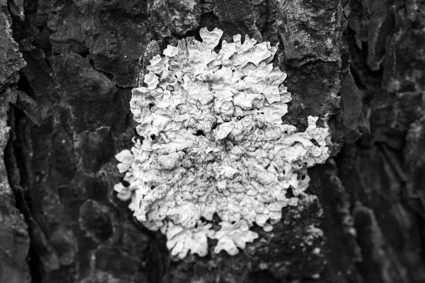 Close-up of lichen Flavoparmelia caperata on pine bark, macro shot, black and white photo