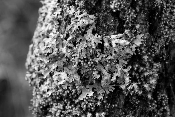 Lichen Parmelia sulcata and bright green moss on a tree bark, macro shot with blurry background. Black and white photo.
