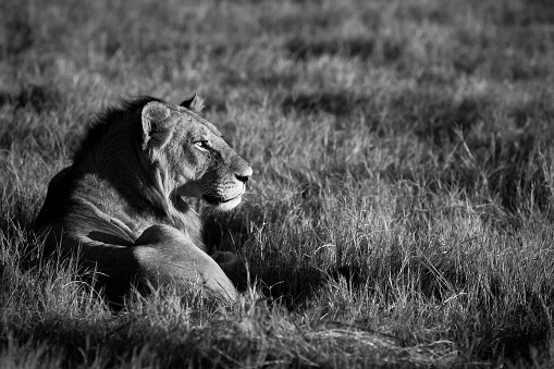 A male lion in black and white