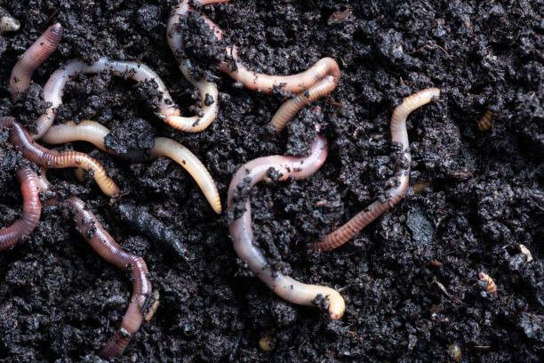 close up of worms on the ground photograph of earthworms on the ground shot from above earthworm photos stock pictures, royalty-free photos & images