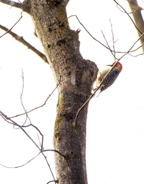 istock Bird - Red-bellied Woodpecker on Tree 1297803319