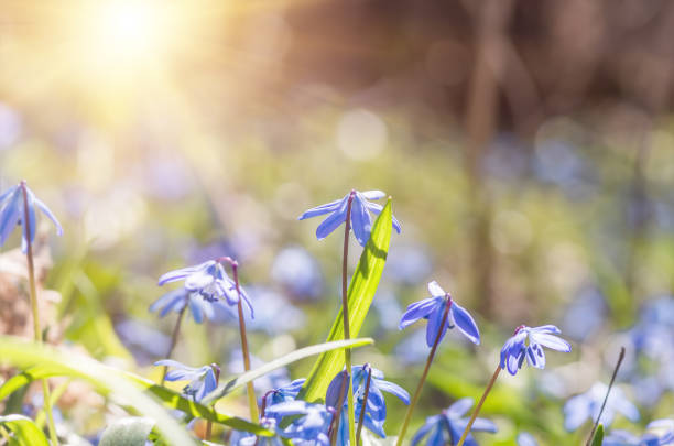 Blue blossom flowers spring snowdrops Scilla Squill Soft focus. nature background.