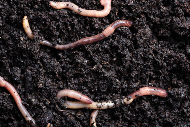 istock close up of worms on the ground 1297803407