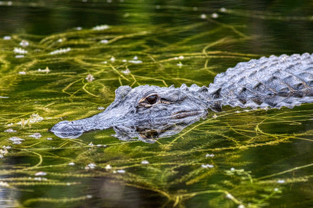 istock american alligator in Everglades National Park 1297803431