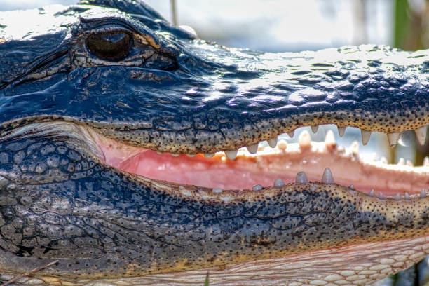 istock Florida alligator with open mouth 1297803462