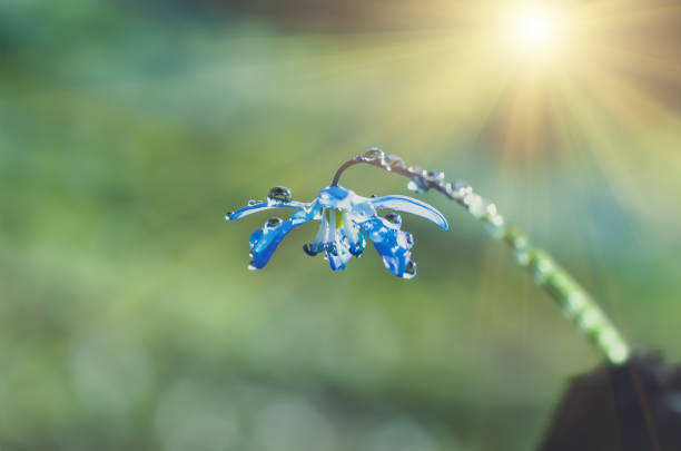 Blue blossom flower spring snowdrops Scilla Squill Soft focus. nature background.