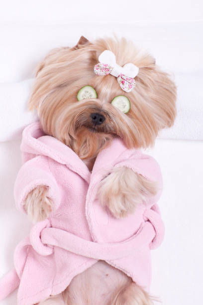 istock Yorkshire Terrier with Cucumbers on Her Eyes at Grooming Salon Spa 1297804195