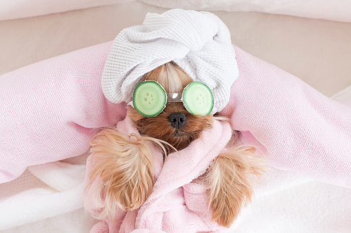 istock Yorkshire Terrier with Cucumbers on Her Eyes at Grooming Salon Spa 1297804383