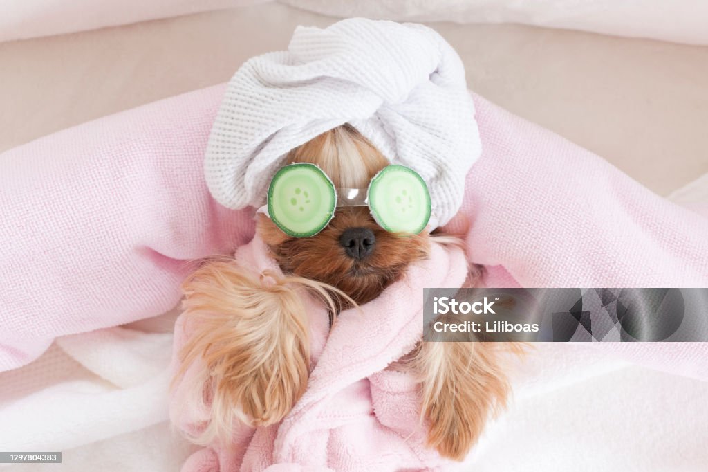 Yorkshire Terrier with Cucumbers on Her Eyes at Grooming Salon Spa Yorkshire Terrier with Cucumber Mask on Her Eyes at Grooming Salon Spa Dog Stock Photo