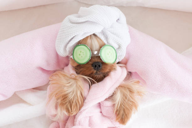 Yorkshire Terrier with Cucumbers on Her Eyes at Grooming Salon Spa Yorkshire Terrier with Cucumber Mask on Her Eyes at Grooming Salon Spa spa stock pictures, royalty-free photos & images