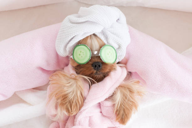 Yorkshire Terrier with Cucumbers on Her Eyes at Grooming Salon Spa Yorkshire Terrier with Cucumber Mask on Her Eyes at Grooming Salon Spa sleep eye mask stock pictures, royalty-free photos & images