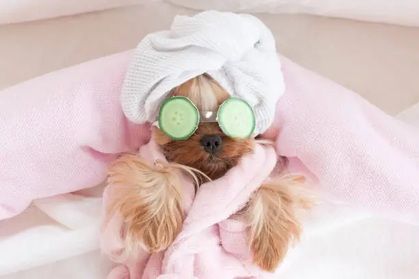 Photo of Yorkshire Terrier with Cucumbers on Her Eyes at Grooming Salon Spa