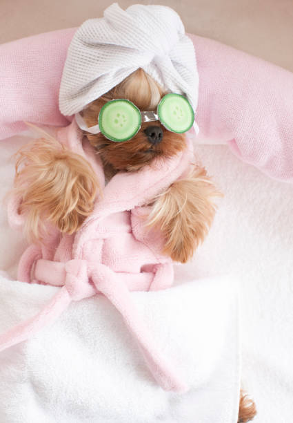 istock Yorkshire Terrier with Cucumbers on Her Eyes at Grooming Salon Spa 1297804474