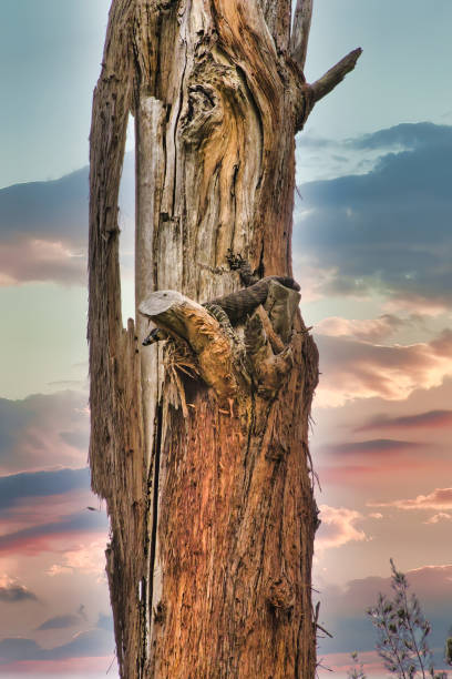 Australian Tree Lizard