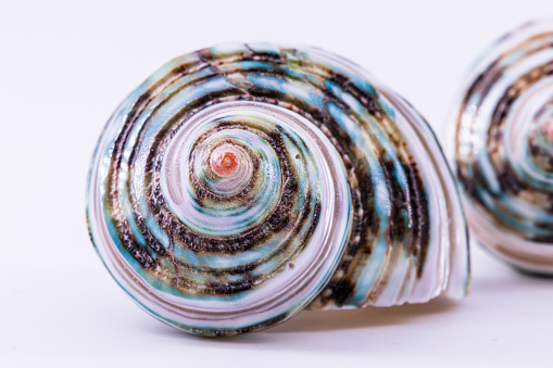Macro shot of a colorful sea snail