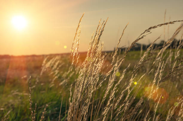 istock Beautiful sunrise in the summer 1297806302
