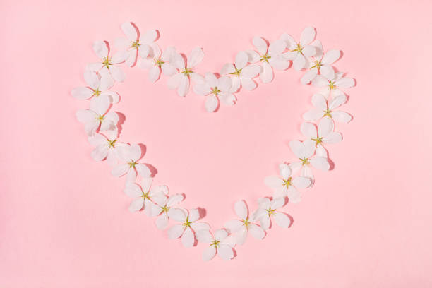 Shape heart laid out from flowers of white apple tree on pink backdrop. Holiday Mother's day, Valentine's Day, Wedding floral composition. Top view, flat lay. Horizontal orientation.