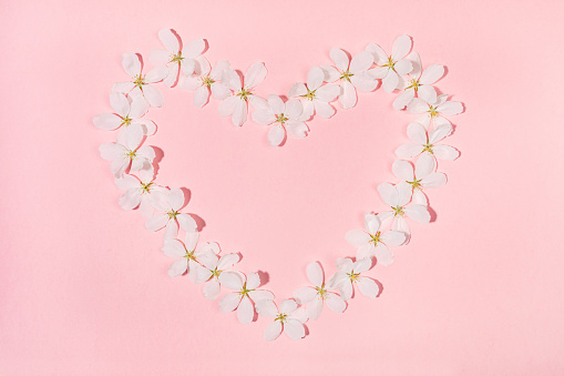 Shape heart laid out from flowers of white apple tree on pink backdrop. Holiday Mother's day, Valentine's Day, Wedding floral composition. Top view, flat lay. Horizontal orientation.