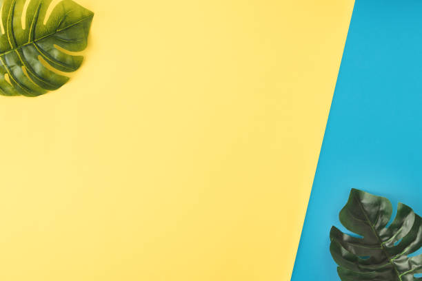 istock Minimal Flat Lay Background decorated with two leaves of philodendron. 1297807223