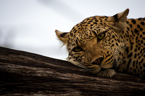 A close up of a leopard. Moremi Wildlife Reserve, Botswana.