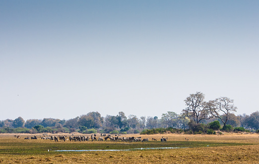 A herd of zebra in a flood plain in Botswana’s Okavango Delta, teeming with life.