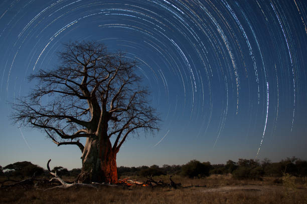 Star trails and Baobab tree Star trails above a Baobab tree in Botswana. wildlife reserve photos stock pictures, royalty-free photos & images