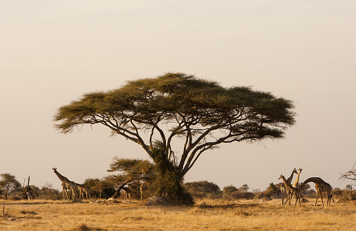 A herd of giraffe walk past an Umbrella Thorn Acacia tree in Botswana’s Moremi Wildlife Reserve.