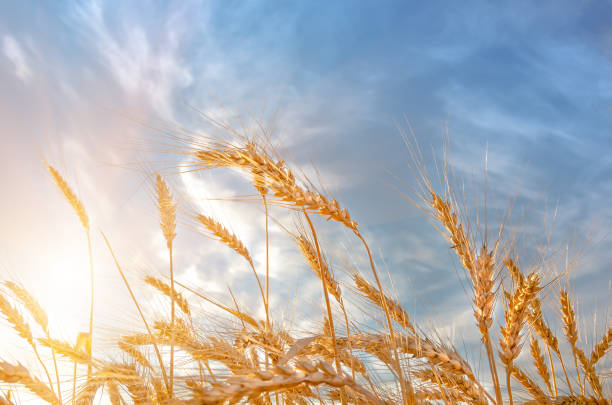 istock Ears of wheat against the blue sky 1297807694