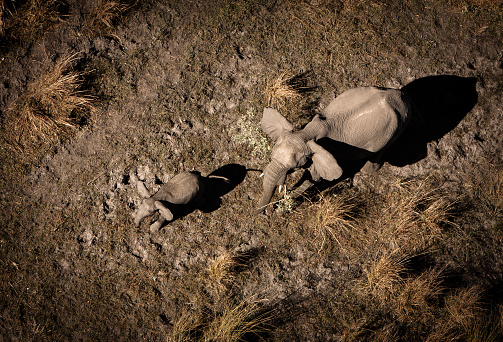An aerial view of an elephant mother and calf. Okavango Delta, Botswana.