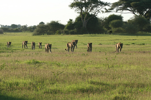 Cheetahs relaxing under shadow of tree on landscape against blue sky in National Park at Kenya,East Africa on a sunny day