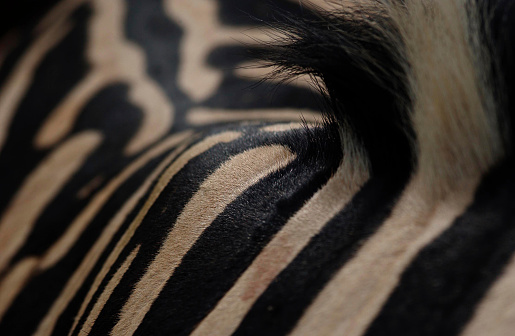 A close up of a plains zebra’s shoulder and mane